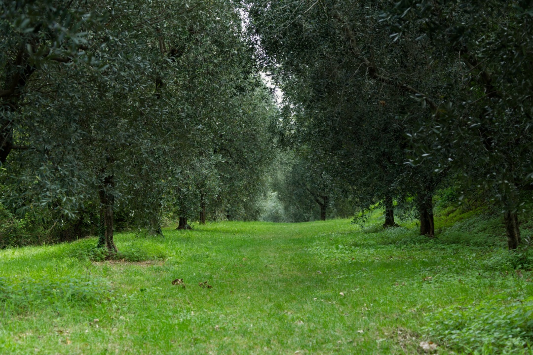 Olio Lombardia