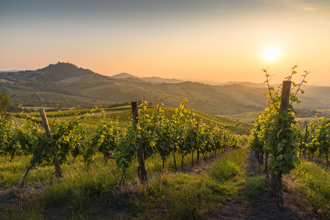 vino cda consorzio oltrepo