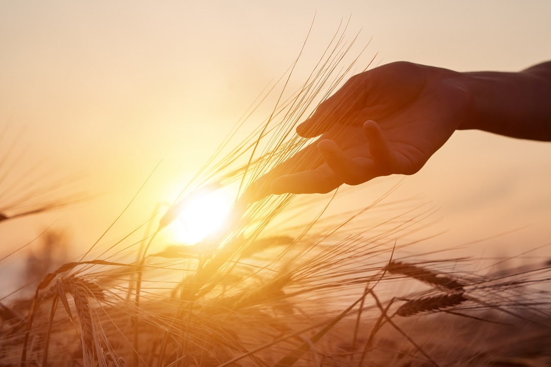 decreto agricoltura 2024