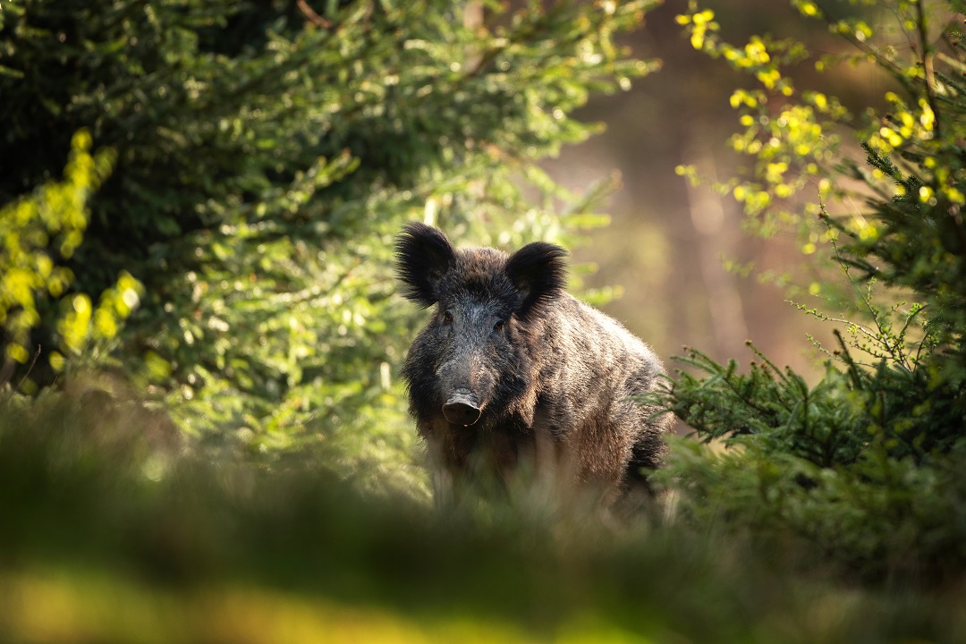 peste suina agevolazioni aziende