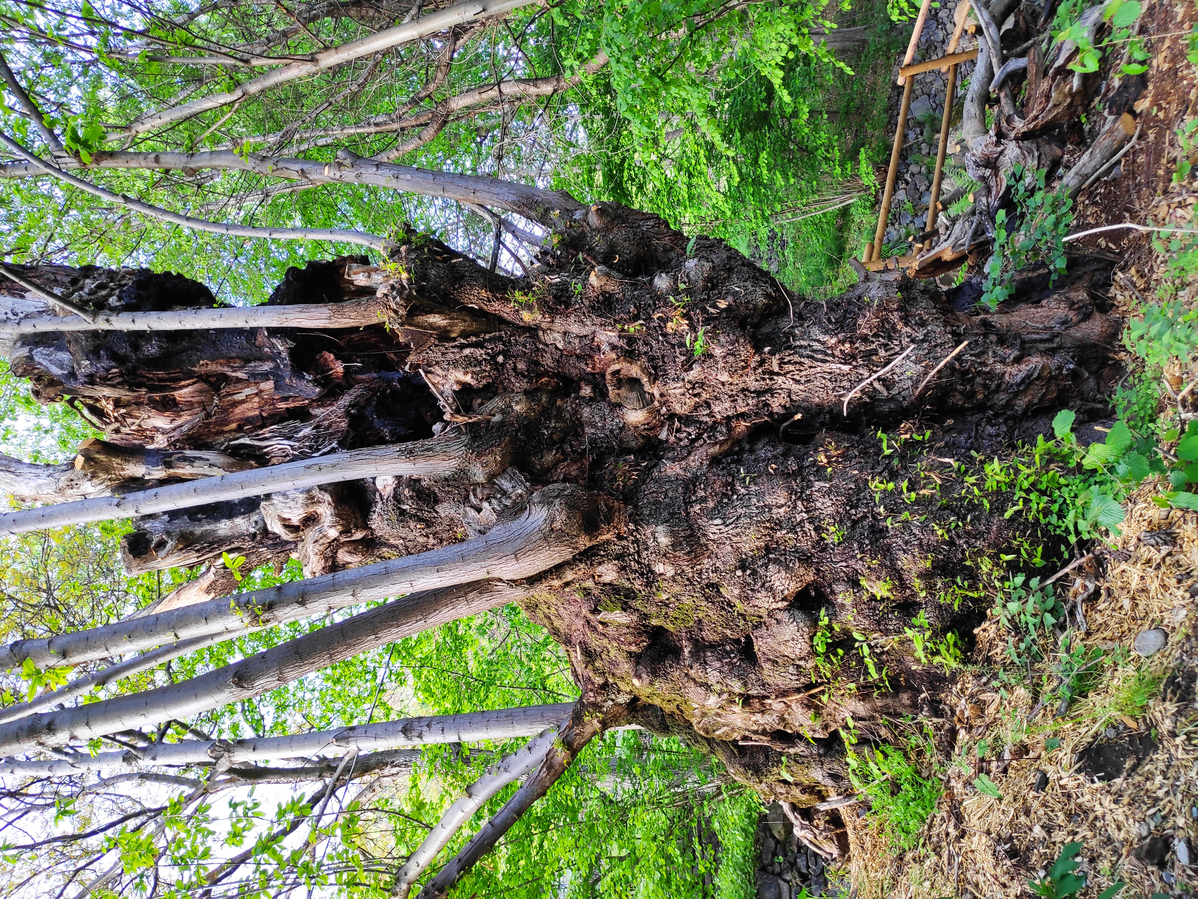 Castagno Grosio Albero monumentale