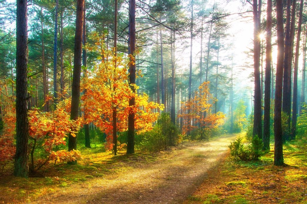 foreste lombardia