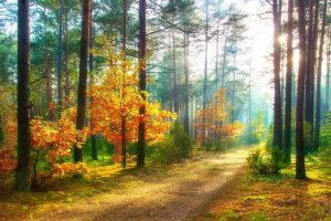 foreste lombardia