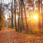 rapporto foreste lombardia 2023