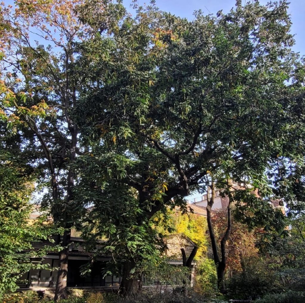 Alberi monumentali Noce del Caucaso