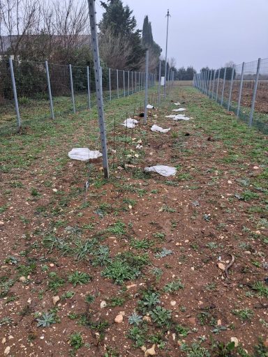 distruzione vigneto tea veneto