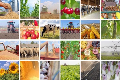 rapporto andamento 2024 agricoltura lombarda
