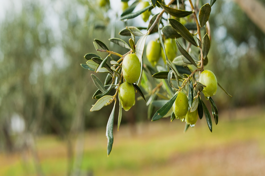 olio garda scarti