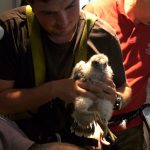 Inanellamento per i tre pulli nati in cima al grattacielo Pirelli