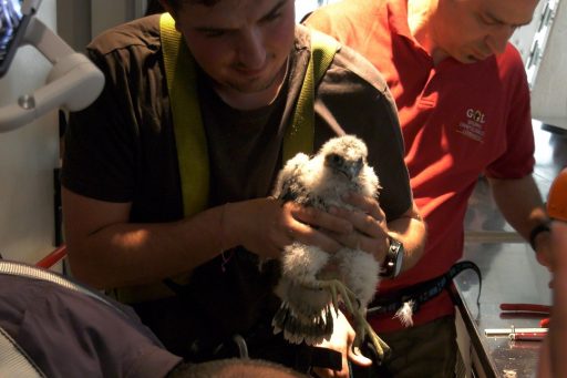 Inanellamento per i tre pulli nati in cima al grattacielo Pirelli