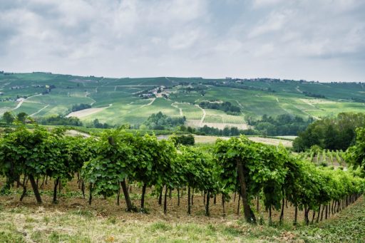 Un’immagine dei campi dei campi della Val Versa, al centro del progetto ‘ValVersa da Vivere’, la manifestazione per il rilancio di una zona strategica della Lombardia