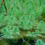 A Mantova via libera all'eradicazione della pianta acquatica invasiva Myriophyllum aquaticum
