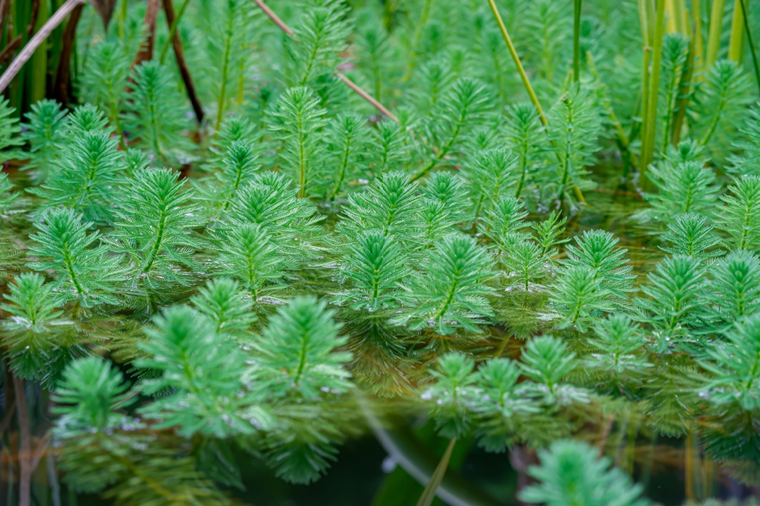 A Mantova via libera all'eradicazione della pianta acquatica invasiva Myriophyllum aquaticum