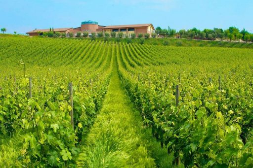 Anche l'enoturismo tra vigneti e cantine tra gli obiettivi di Giovanna Prandini, confermata presidente Ascovilo