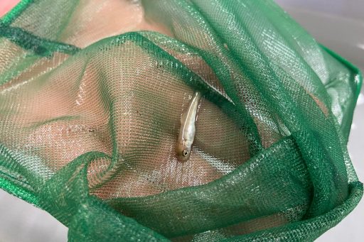 Uno dei 5.000 piccoli carpioni immessi nel lago di Garda