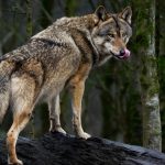 Un lupo, la Ue ha declassato a 'protetto' il suo livello di tutela