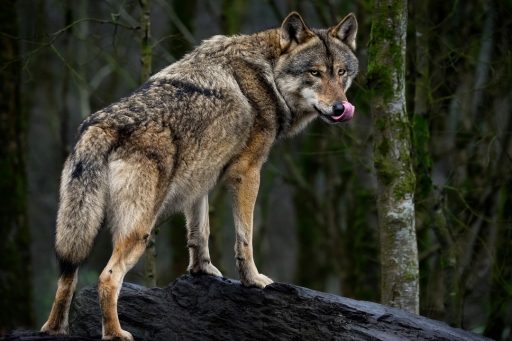 Un lupo, la Ue ha declassato a 'protetto' il suo livello di tutela