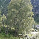 Regione Lombardia ha aggiornato l’elenco degli alberi monumentali presenti sul proprio territorio: ora sono 472.  Sono stati aggiunti  48 nuovi esemplari. Tra i 'nuovi entrati', in foto, la Betulla di Ponte in Valtellina, località Forni (Sondrio).