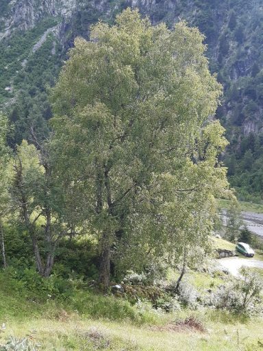 Regione Lombardia ha aggiornato l’elenco degli alberi monumentali presenti sul proprio territorio: ora sono 472.  Sono stati aggiunti  48 nuovi esemplari. Tra i 'nuovi entrati', in foto, la Betulla di Ponte in Valtellina, località Forni (Sondrio).