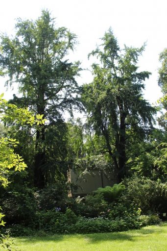 Regione Lombardia ha aggiornato l’elenco degli alberi monumentali presenti sul proprio territorio: ora sono 472.  Sono stati aggiunti  48 nuovi esemplari. Tra i 'nuovi entrati', in foto, il Ginkgo Biloba dell'Orto Botanico di Milano.