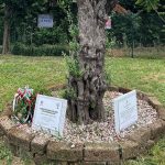 Ulivo a Rho. Foto utilizzata per articolo su tour beni confiscati di La Russa che si è tenuto a Busto Arsizio e Rho