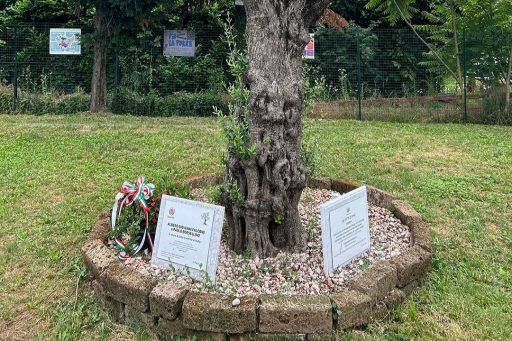 Ulivo a Rho. Foto utilizzata per articolo su tour beni confiscati di La Russa che si è tenuto a Busto Arsizio e Rho