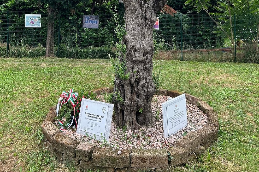 Ulivo a Rho. Foto utilizzata per articolo su tour beni confiscati di La Russa che si è tenuto a Busto Arsizio e Rho