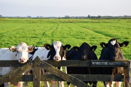 Bovini, sulla loro dermatite incontro urgente tra Regione Lombardia e Governo