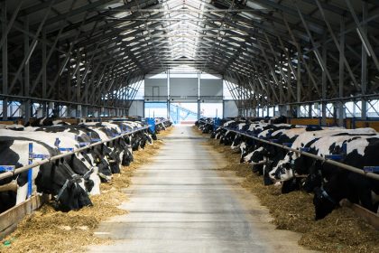 Bovini in stalla, sulla situazione della dermatite che li interessa, fatto il punto della situazione nell'unità di crisi con un solo caso registrato e circoscritto