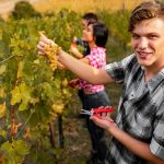 Per le imprese dell'agricoltura degli under 40, oltre 5,7 milioni dalla Regione Lombardia