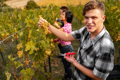 Per le imprese dell'agricoltura degli under 40, oltre 5,7 milioni dalla Regione Lombardia