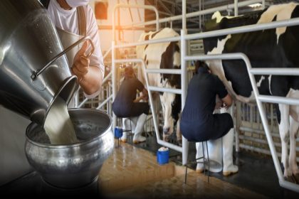 Latte crudo interessato da deroghe alle misure urgenti contro la dermatite bovina subito applicate da Regione Lombardia in accordo con il Ministero della Salute