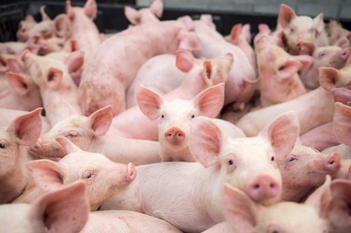 Suini, sul fronte PSA la Lombardia propone un emendamento al Collegato Agricoltura anti-speculazione carni