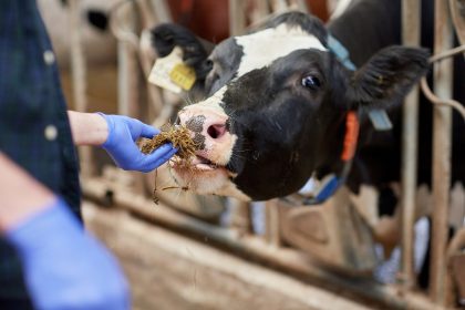 La dermatite bovina viene fronteggiata in Lombardia con misure urgenti, ma a tutela delle stalle e dei capi in esse presenti