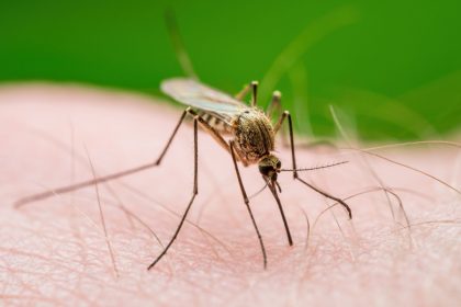 Sono 2 i pazienti infetti da 'West Nile' in Lombardia.