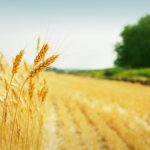 Per l'agricoltura la proposta di bilancio UE rappresenta una proposta scellerata con taglio PAC del 20% e poteri ridotti alle Regioni