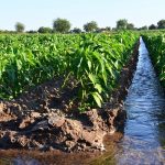 In Lombardia la stagione irrigua per l'agricoltura è sotto controllo