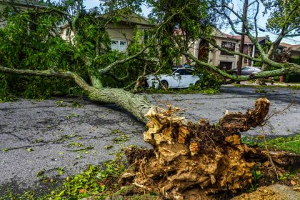 immagine di albero sradicato causato da maltempo a brescia nel 2023