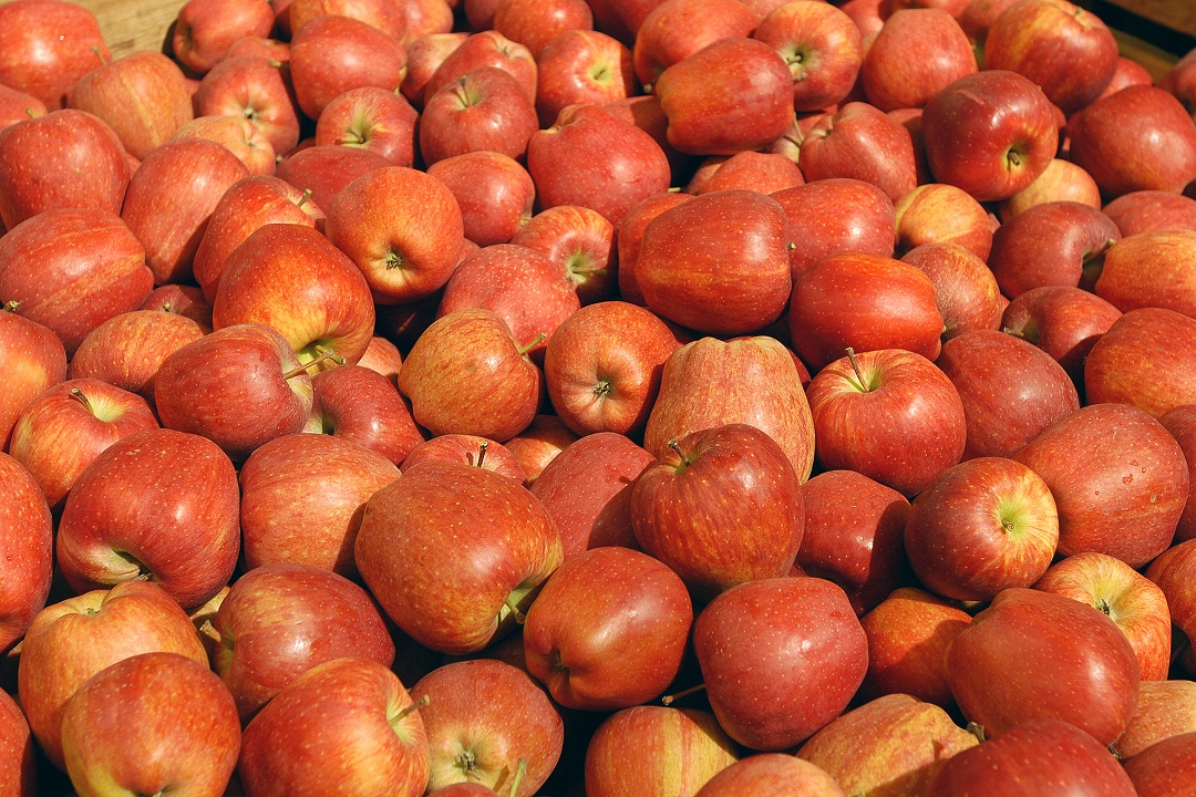 Mele, sulla crisi della cooperativa Melavì incontro degli assessori Beduschi e Sertori con le aziende frutticole valtellinesi