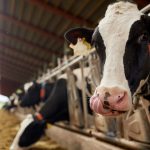 Mucche nella stalla, per la zootecnia da carne importanti risorse nel ColtivaItalia, il piano del Ministero che la Lombardia ha definito una scelta coraggiosa