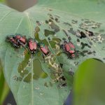 popillia japonica insetto lombardia