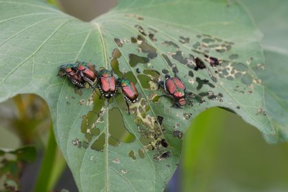 popillia japonica insetto lombardia