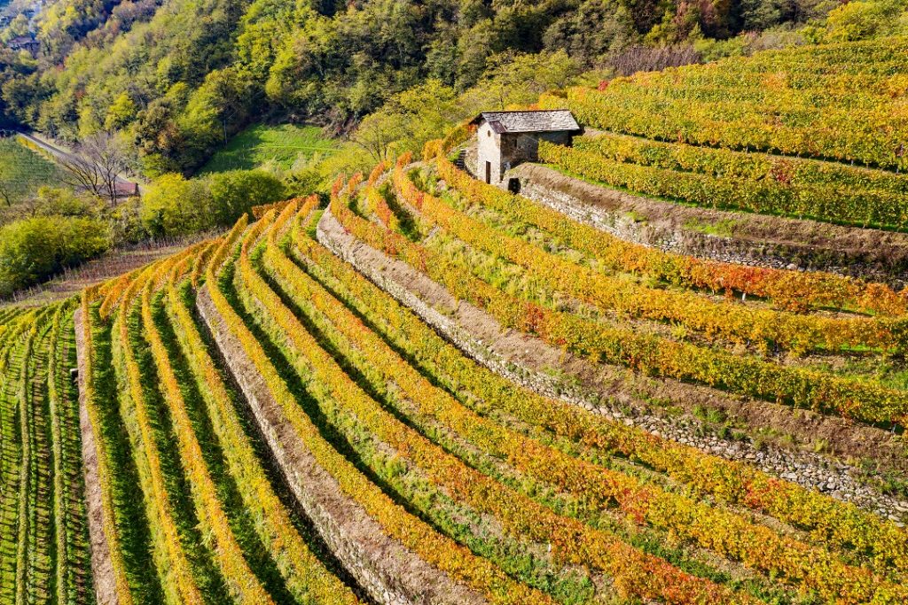 Terrazzamenti e muretti a secco della Valtellina tra i beneficiari dei fondi della Lombardia per la sostenibilità ambientale dell'agricoltura