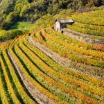 Terrazzamenti e muretti a secco della Valtellina tra i beneficiari dei fondi della Lombardia per la sostenibilità ambientale dell'agricoltura