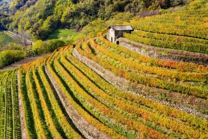 Terrazzamenti e muretti a secco della Valtellina tra i beneficiari dei fondi della Lombardia per la sostenibilità ambientale dell'agricoltura