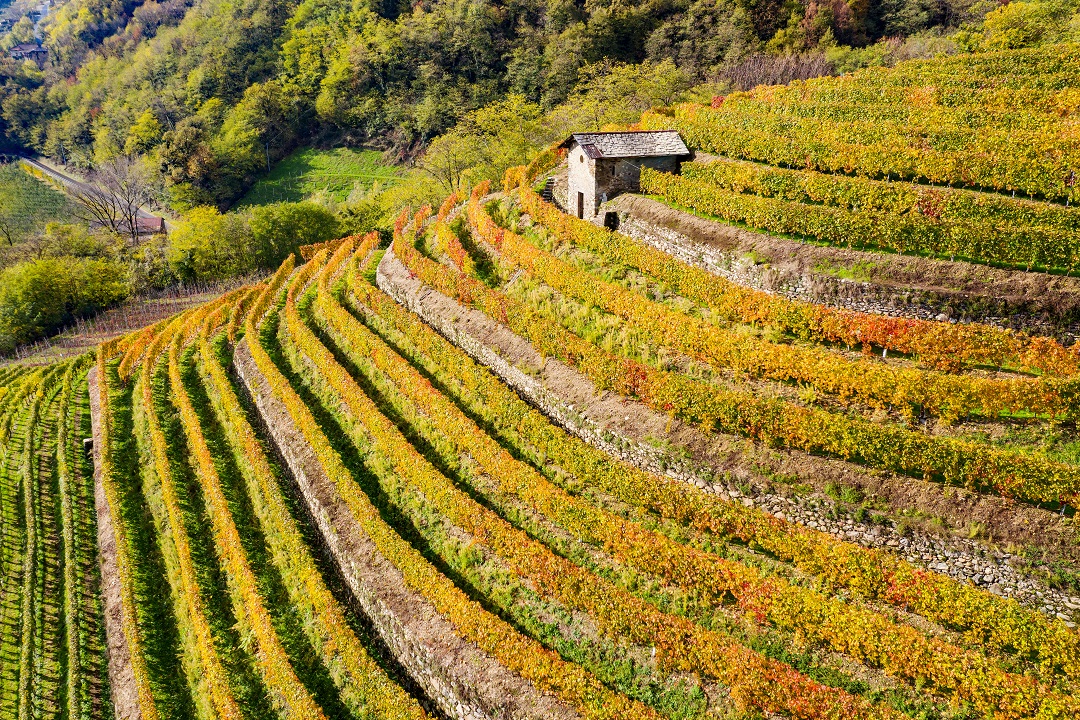 Terrazzamenti e muretti a secco della Valtellina tra i beneficiari dei fondi della Lombardia per la sostenibilità ambientale dell'agricoltura