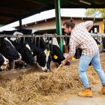Agricoltore in stalla con le sue mucche, per la zootecnia e la carne bovina 300 milioni dal piano nazionale ColtivaItalia illustrato a Mantova dall'assessore regionale Alessandro Beduschi