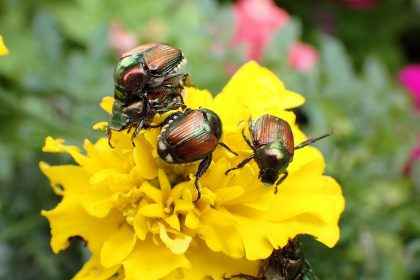 Esemplari di Popillia japonica, sono tra gli insetti nocivi per cui la Lombardia ha finanziato investimenti a difesa della colture