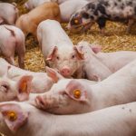 Allentate, dalla Commissione europea, le restrizioni agli allevamenti suinicoli lombardi colpiti dalla Peste Suina africana