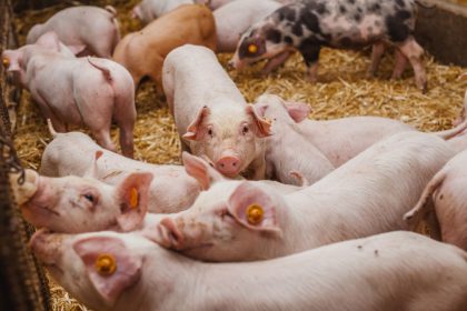 Allentate, dalla Commissione europea, le restrizioni agli allevamenti suinicoli lombardi colpiti dalla Peste Suina africana